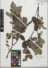 Foto von Salix glabra Scop.